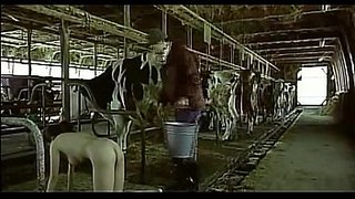Chinitas tratadas como vacas en el corral