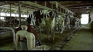 Chinitas tratadas como vacas en el corral